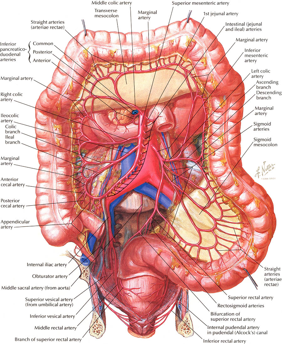 netter's atlas of human anatomy pdf